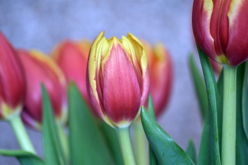 Top 5 des fleurs à semer en avril pour une maison pleine de couleurs
