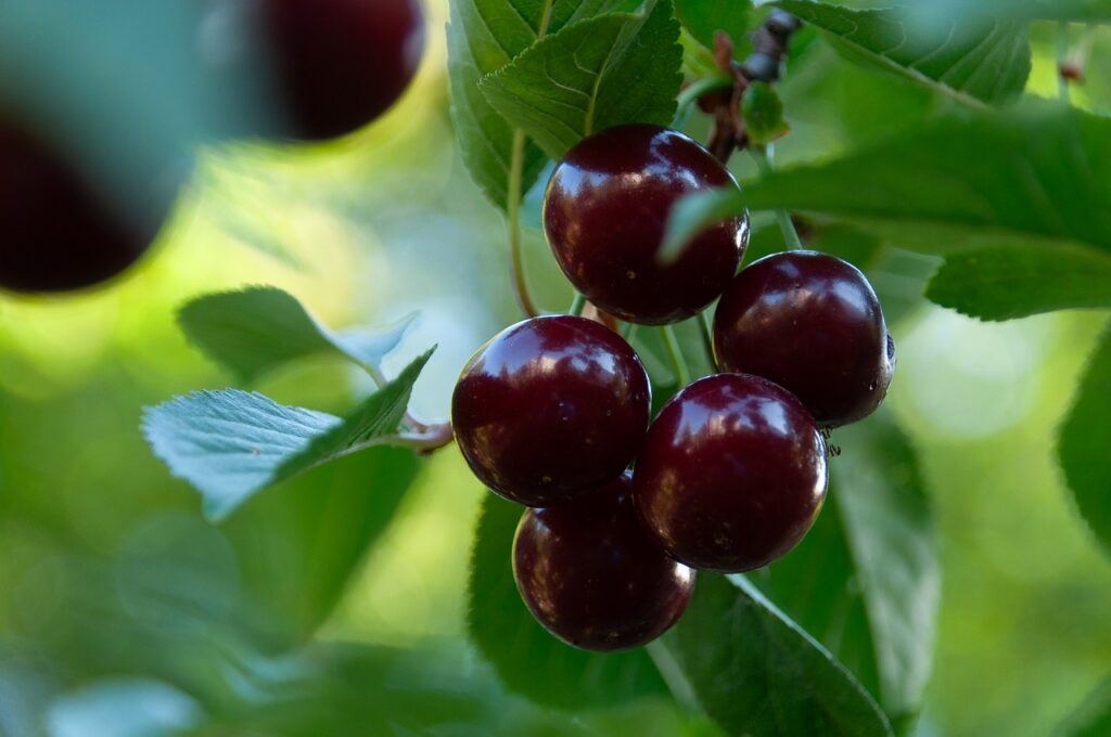 Tout savoir sur les pucerons noirs du cerisier : protégez vos arbres fruitiers